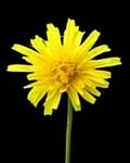 pic for Yellow daisy